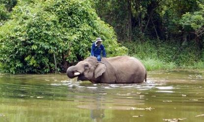 Picture of Luang Prabang - Driving scootor to Elephant village - Elephant riding