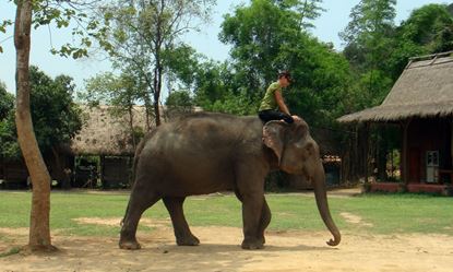 Picture of Luang Prabang –  Elephant Village Sanctuary - Street Food Tour