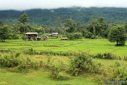 Picture of Pakse – Waterfalls and Coffee plantation in Boloven – Pakse